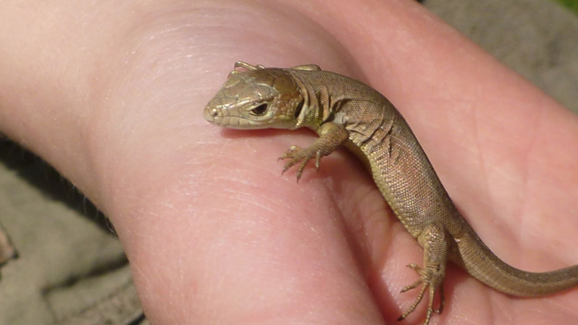 Zöld gyík_Schmotzer_1920.jpg